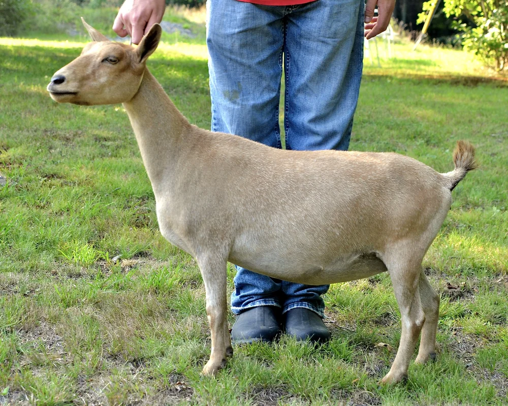 Old Mountain Farm Millet — Old Mountain Farm